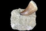 Bargain, Mosasaur (Prognathodon) Tooth In Rock #85658-1